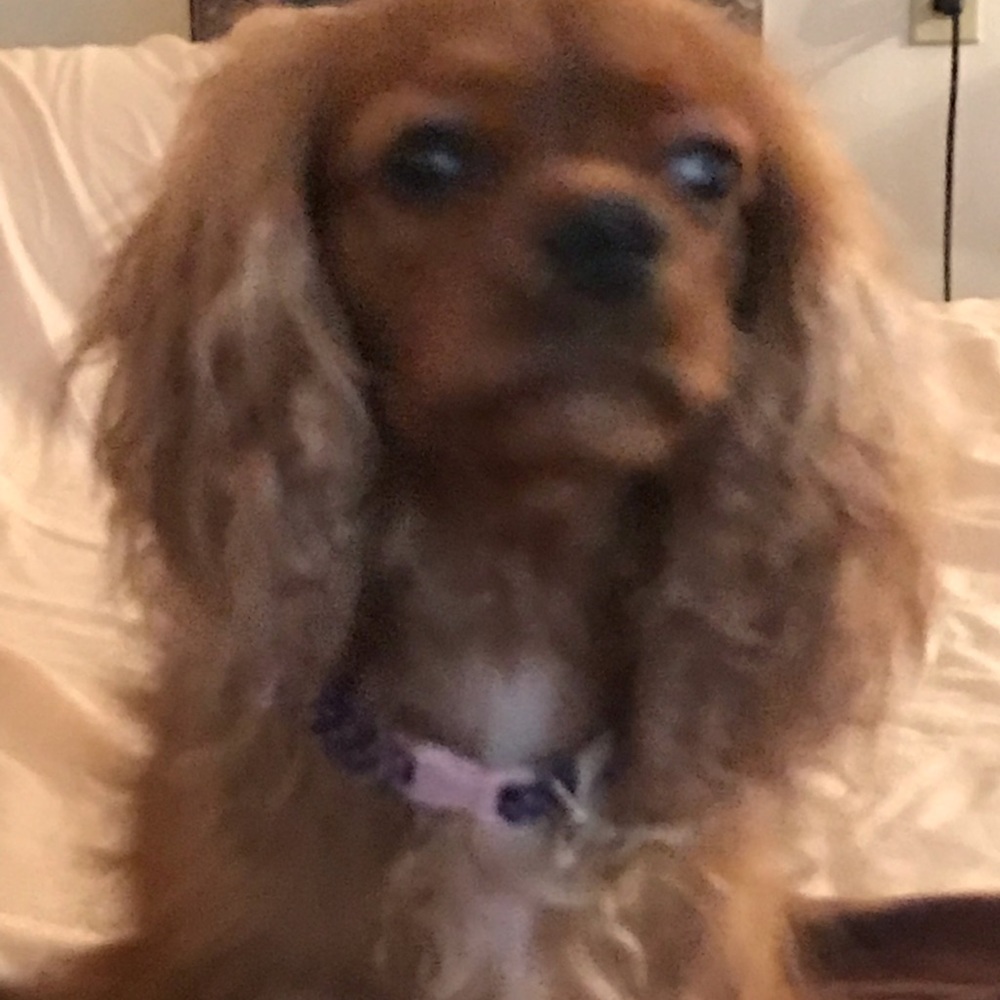 Meet your Posher, Janice